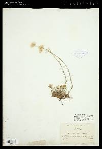 Antennaria howellii subsp. canadensis image