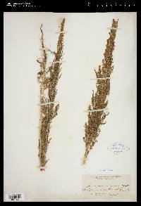 Artemisia biennis image