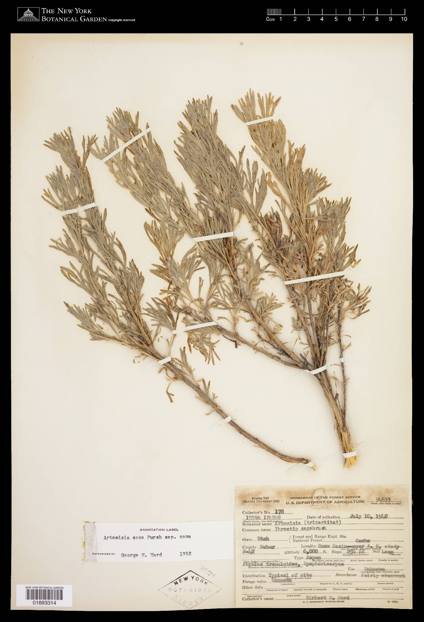 Artemisia cana image