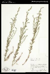 Artemisia carruthii image