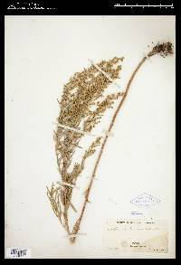 Artemisia dracunculus image