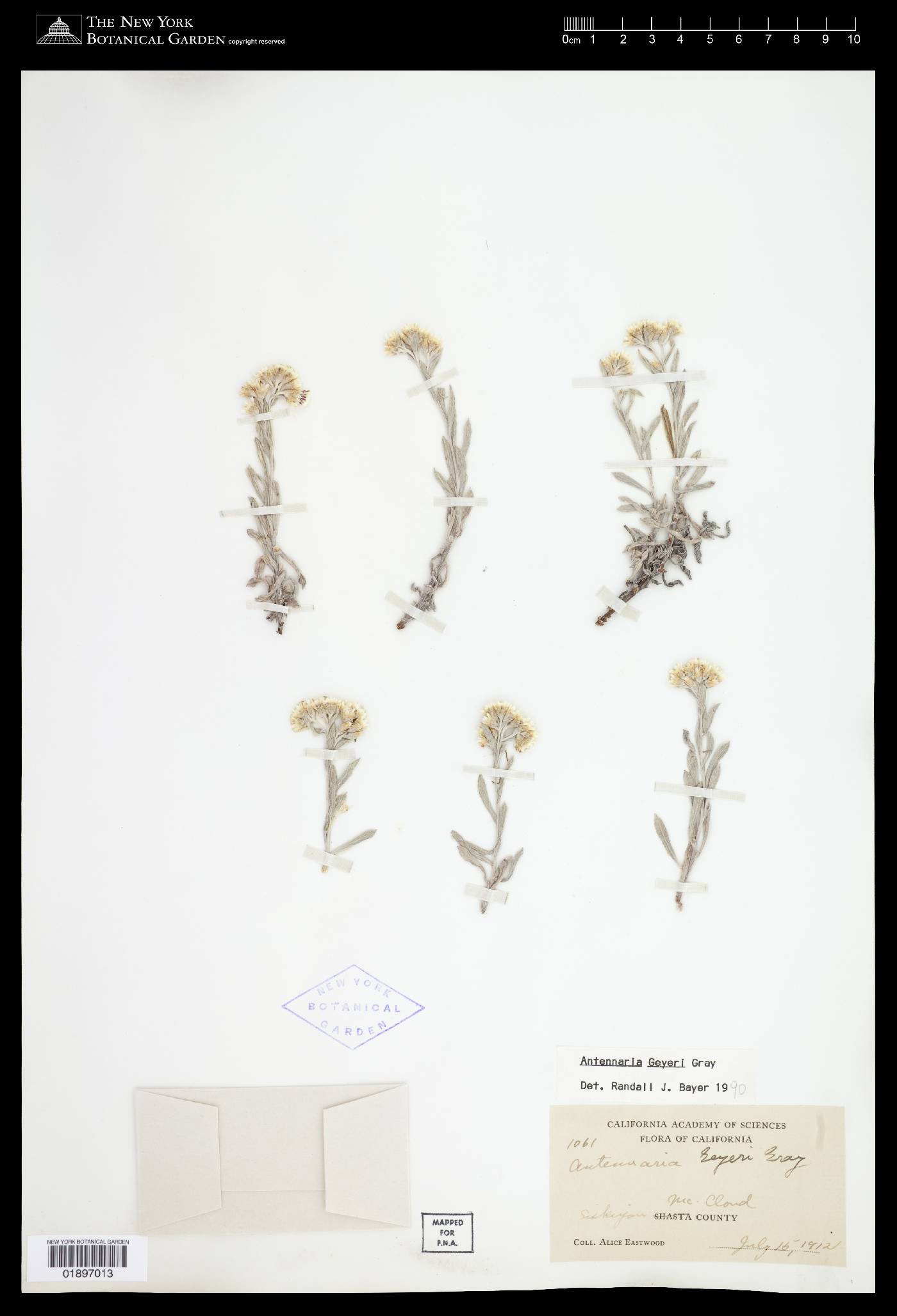 Antennaria geyeri image