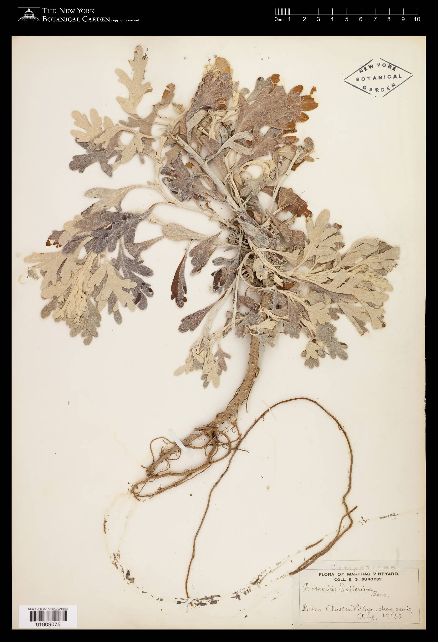 Artemisia stelleriana image