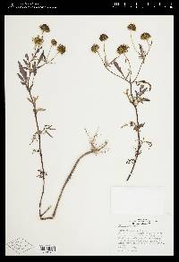 Bidens polylepis image