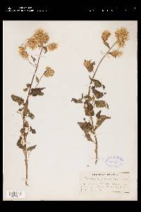 Brickellia grandiflora image