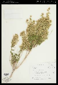 Brickellia longifolia var. multiflora image