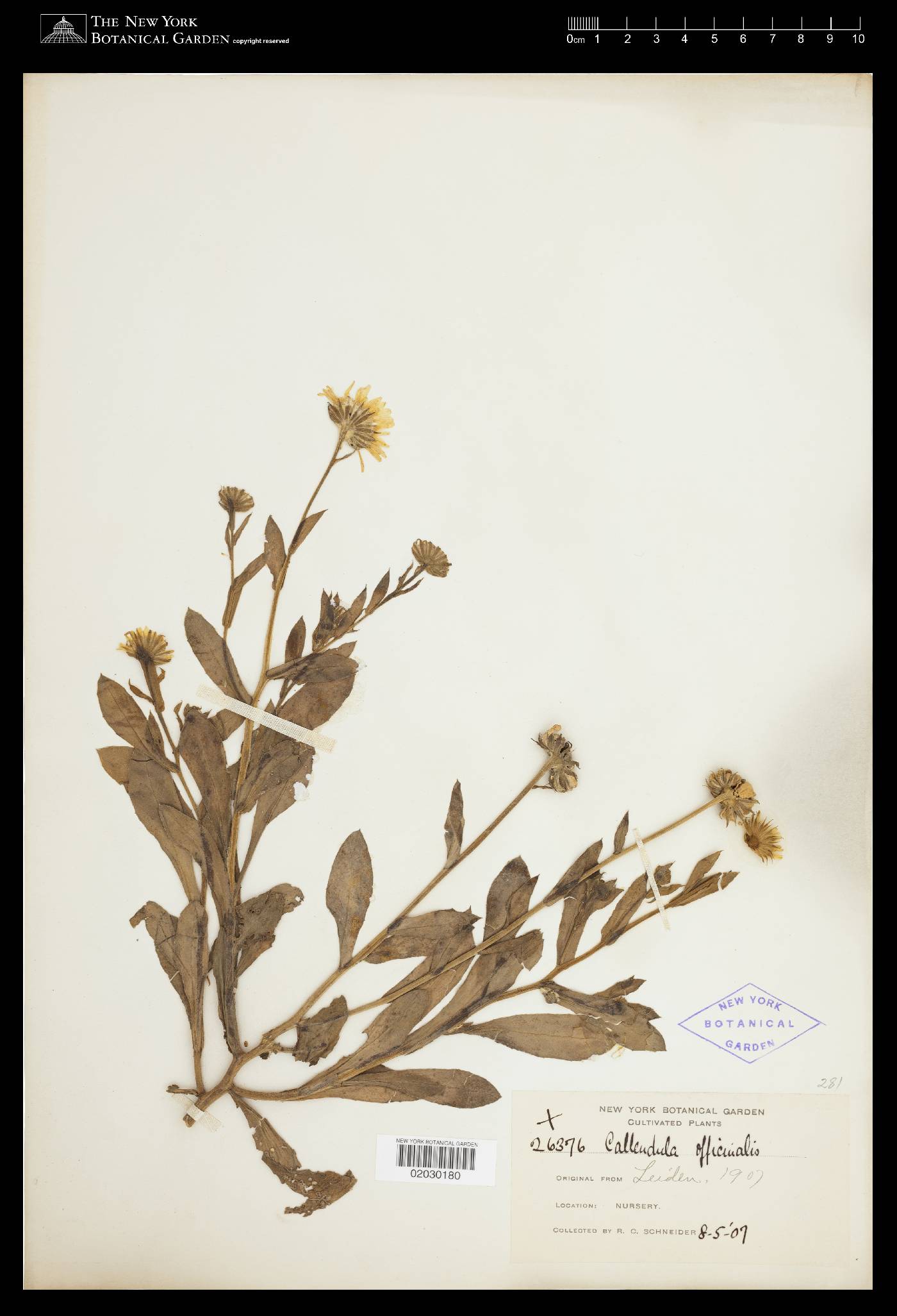 Calendula officinalis image