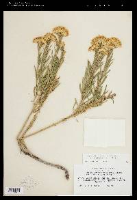 Ericameria nauseosa var. graveolens image