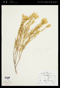 Ericameria nauseosa var. turbinata image