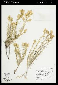 Ericameria parryi image