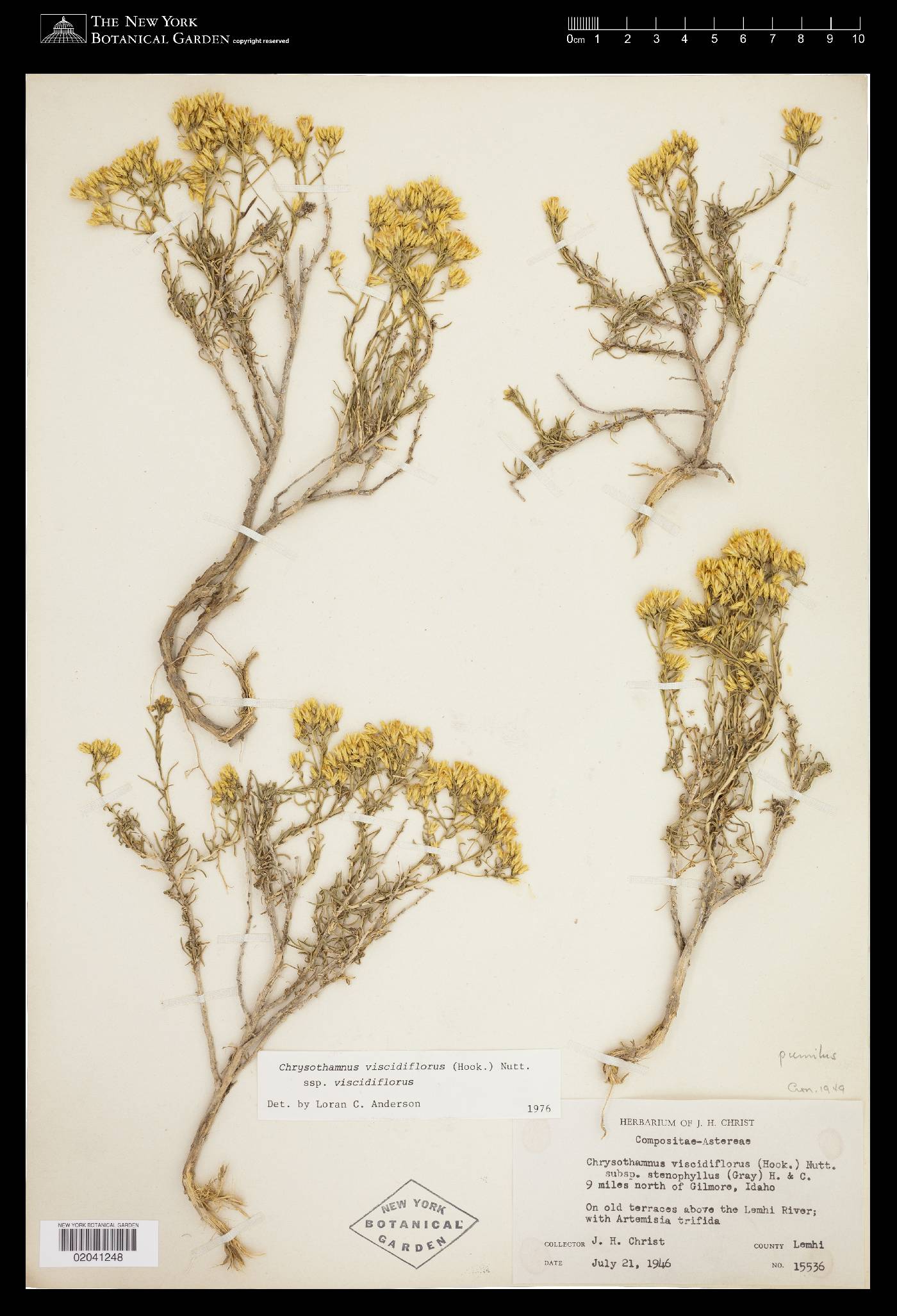 Chrysothamnus viscidiflorus subsp. viscidiflorus image