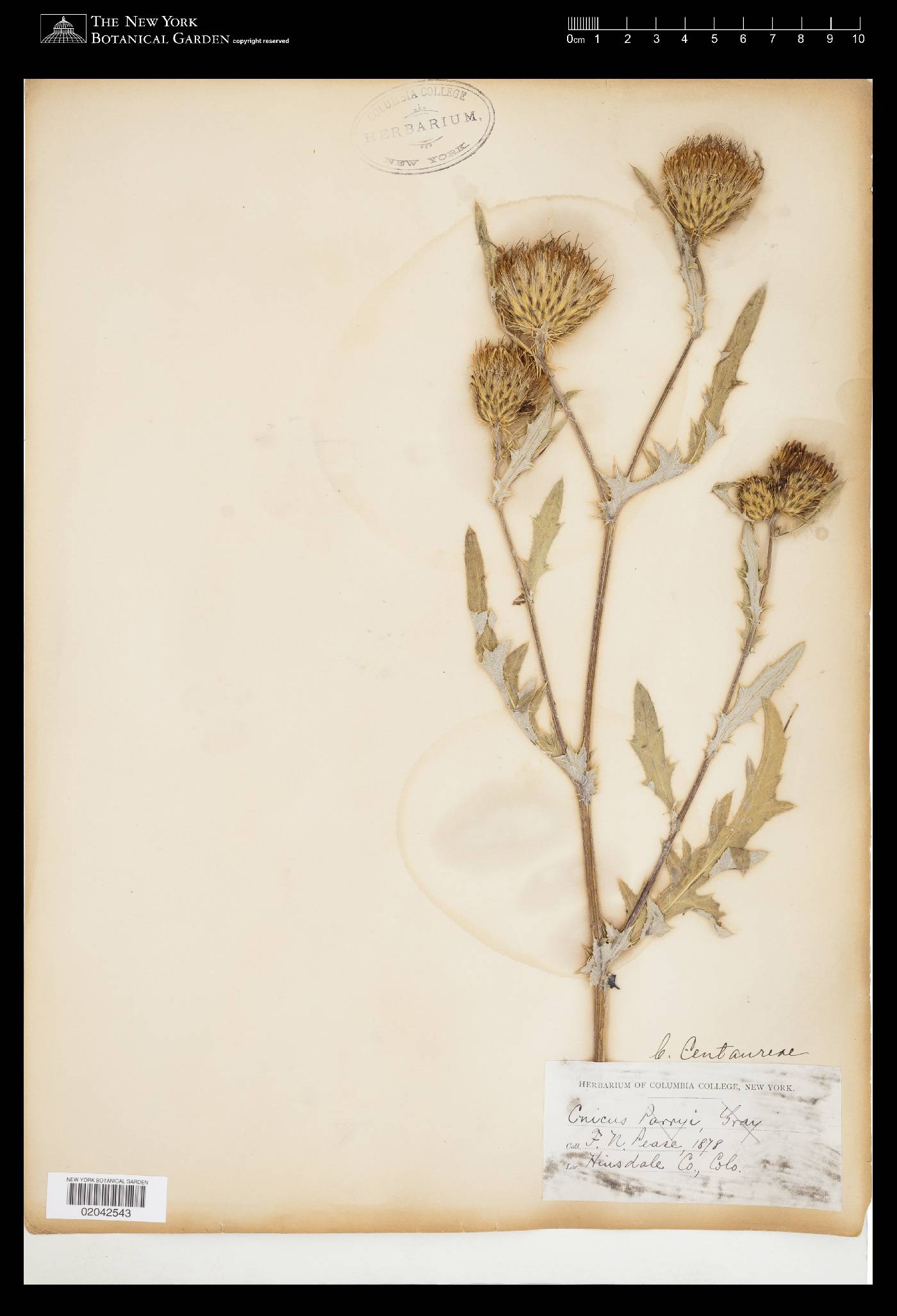 Cirsium centaureae image