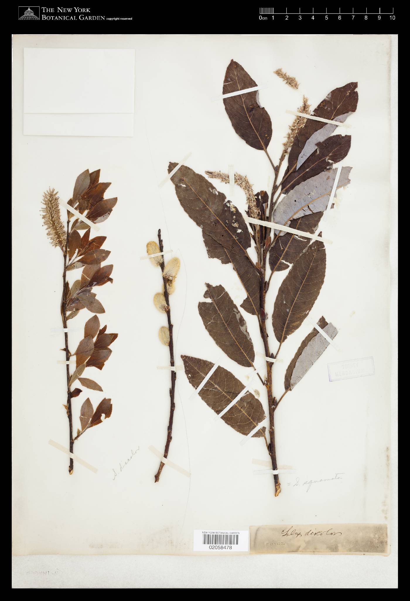 Salix squamata image