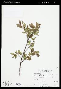 Salix planifolia image