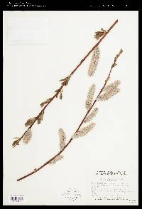 Salix planifolia image