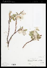 Salix phylicifolia subsp. pulchra image