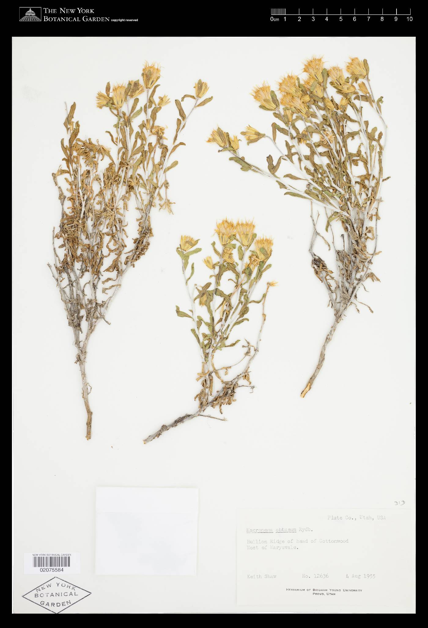 Ericameria discoidea var. discoidea image