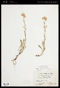 Erigeron glabellus subsp. pubescens image