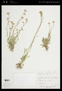 Erigeron lonchophyllus image