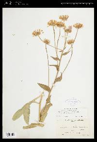 Erigeron peregrinus var. callianthemus image
