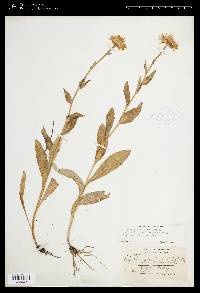 Erigeron peregrinus var. callianthemus image