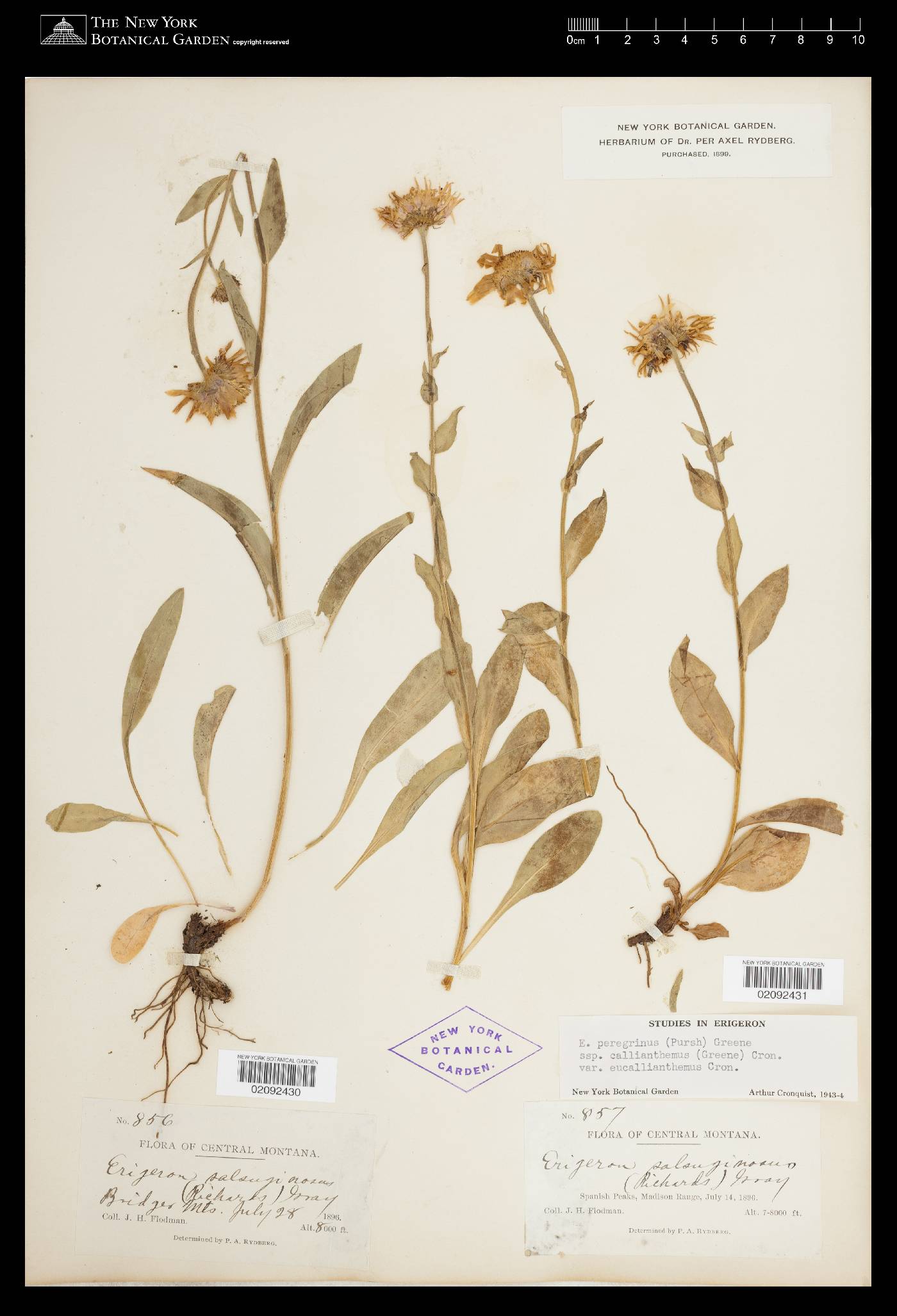 Erigeron peregrinus var. callianthemus image