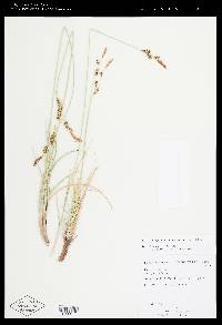 Carex holmgreniorum image