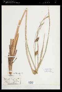 Carex lacustris image