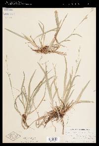 Carex laxiculmis image