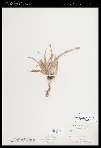 Carex laxiculmis image