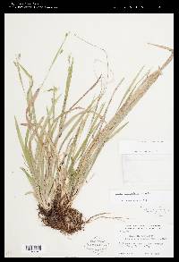 Carex laxiculmis image