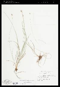 Carex leavenworthii image