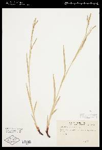 Carex arctata image