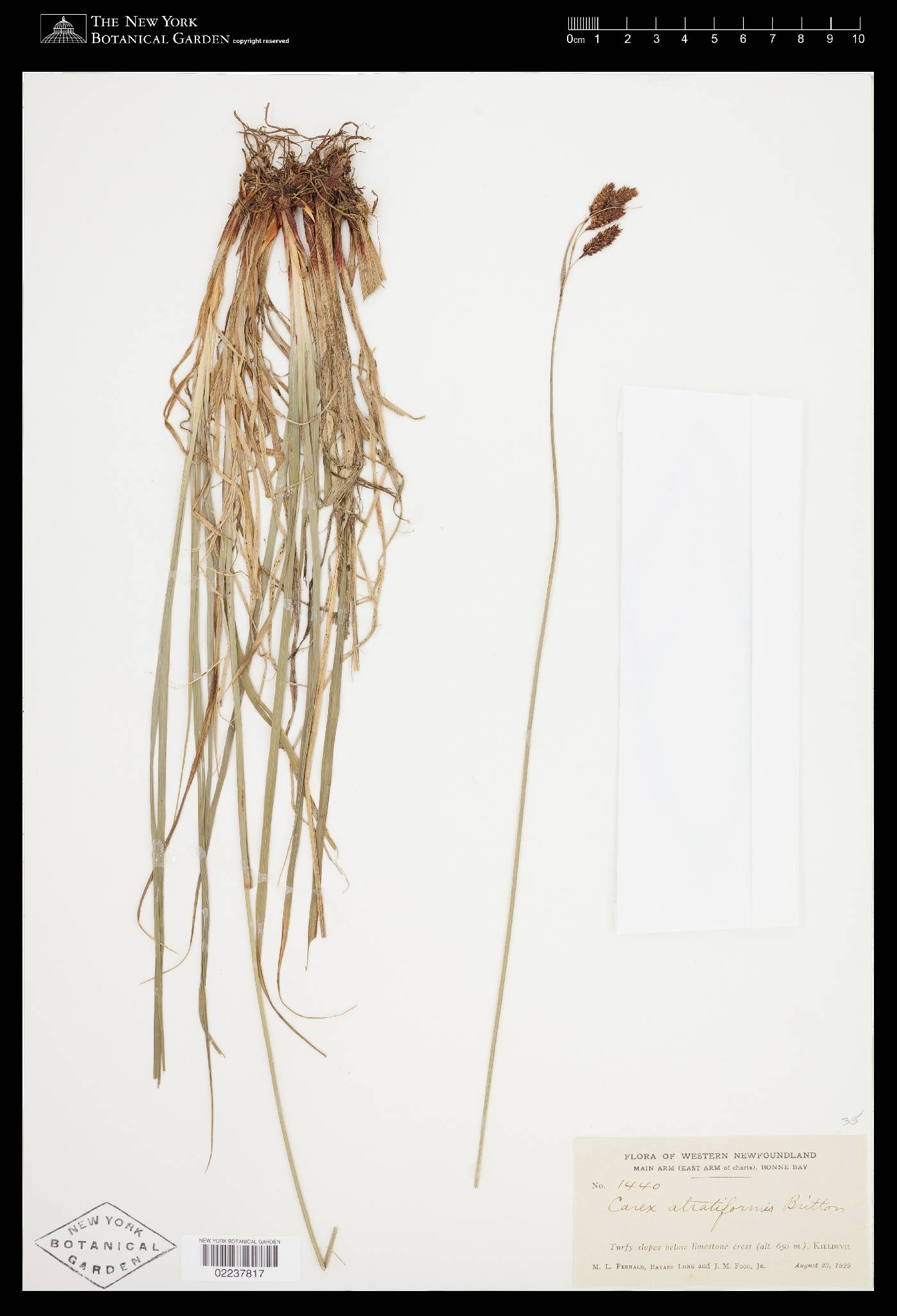 Carex atratiformis image