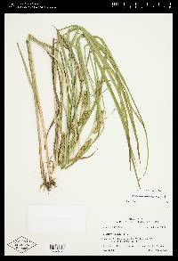 Carex aureolensis image