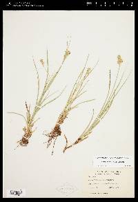 Carex austrina image