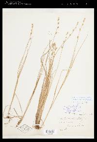 Carex canescens subsp. disjuncta image