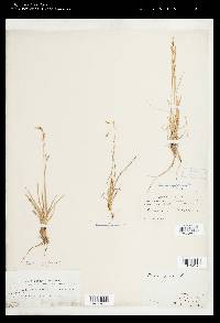 Carex capillaris image