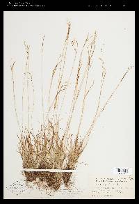 Carex capillaris image