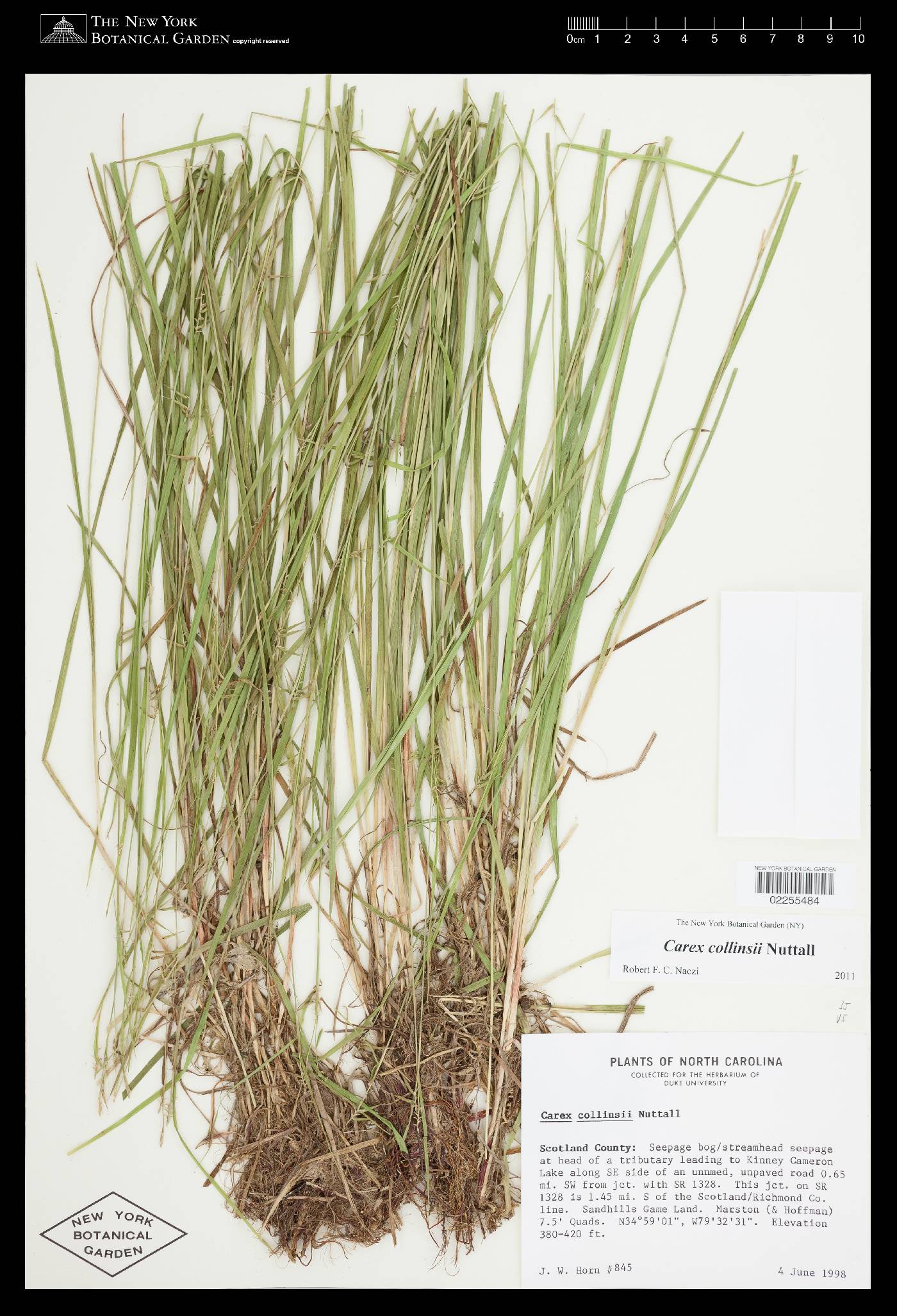 Carex collinsii image