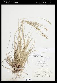 Carex communis var. communis image