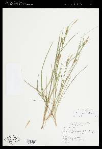 Carex conoidea image