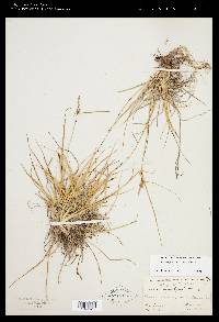 Carex cryptolepis image