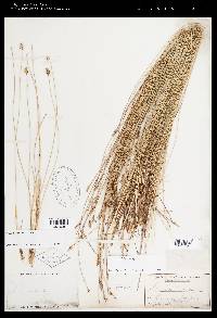 Carex exilis image