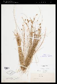 Carex exilis image