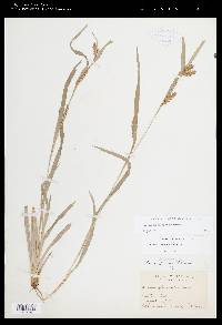 Carex flaccosperma image