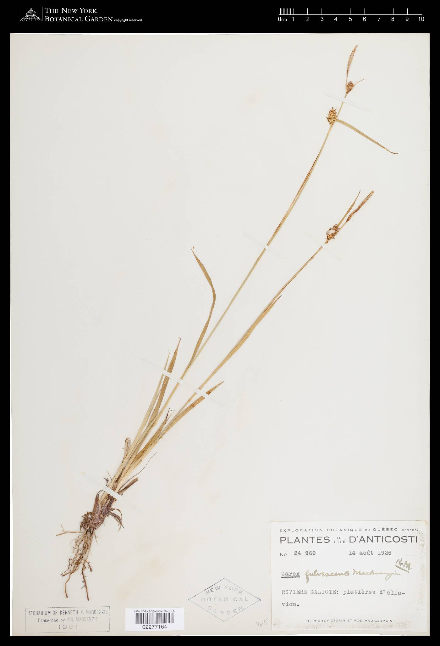 Carex fulvescens image