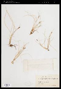 Carex glareosa subsp. pribylovensis image