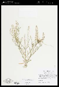 Lepidium densiflorum image