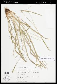 Carex leptonervia image